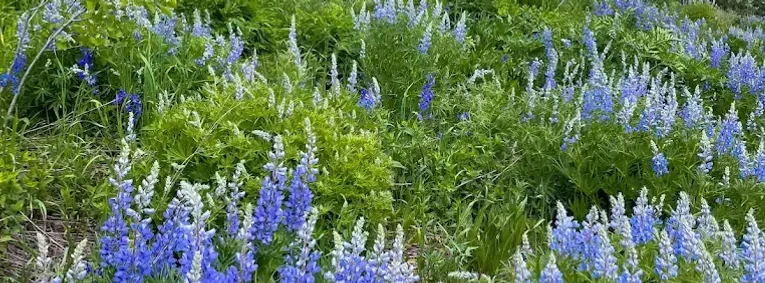A hillside of purple lupine above a green valley near Crested Butte