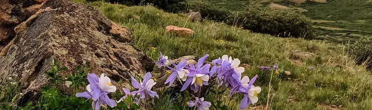 Purple columbines beside a boulder on Guanella Pass, grassy hills under storm clouds