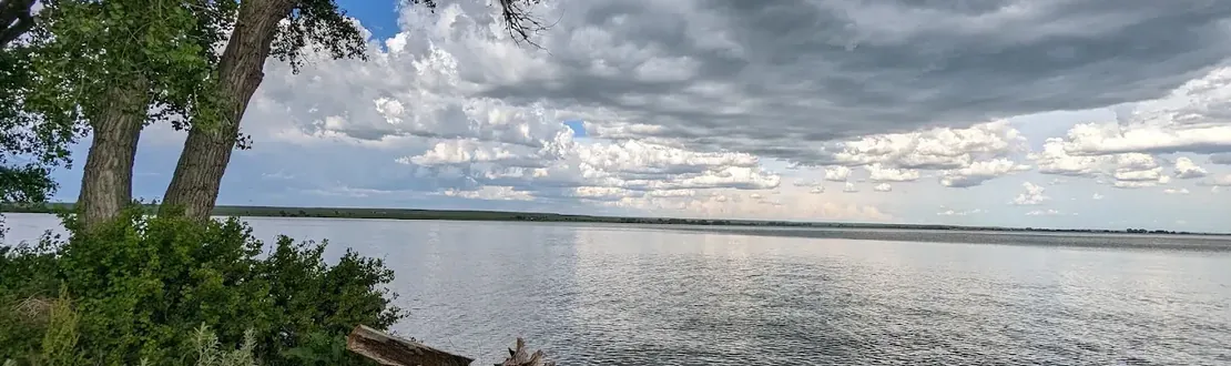 Cottonwood on the shore of Jackson Lake under a wide, cloudy plains sky