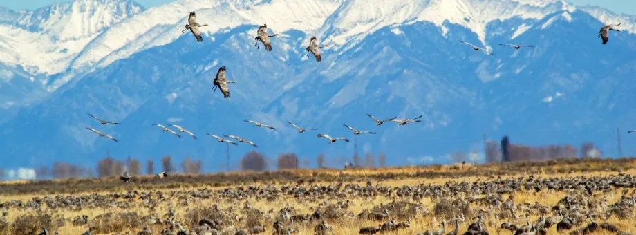 Sandhill cranes flying over a field crowded with feeding cranes, snowy Sangre de Cristo peaks behind