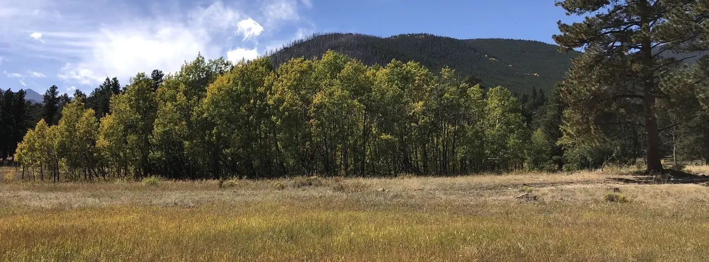 Golden grass meadow at Upper Beaver Meadows with aspens starting to turn and a tall ponderosa pine